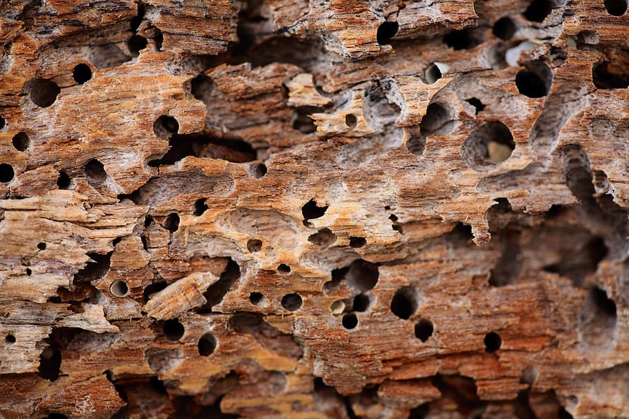 Termite Damage vs Wood Rot