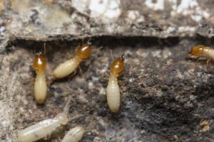 Termites