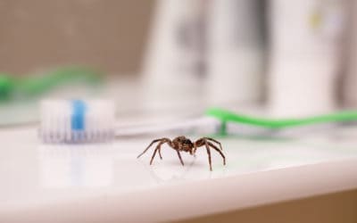 Preventing Spiders