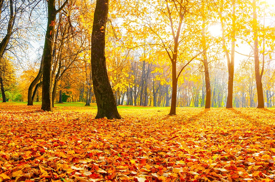When Should You Start Fall Lawn Care?