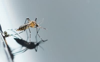 Preventing a Mosquito Infestation