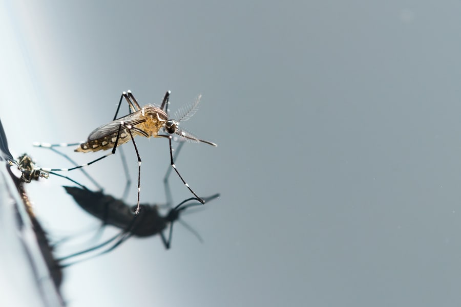Mosquito prevention