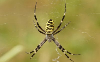 Are Orb Weaver Spiders Venomous?