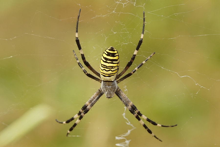 Are Orb Weaver Spiders Venomous?