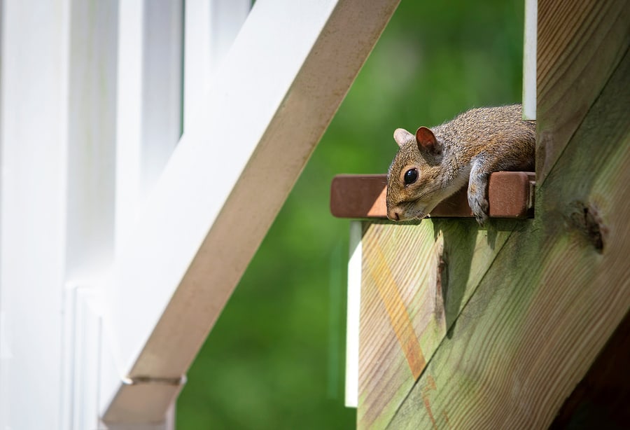 How to Carefully Deter Squirrels