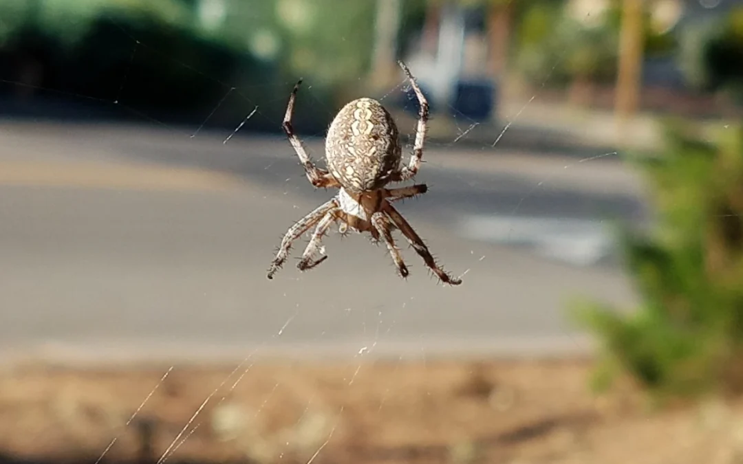 Orb Weaver Spider — Are They Venomous and What You Should Know