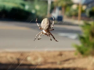 Orb weaver spider — are they venomous and what you should know. A Northwest Exterminating safety guide for Georgia homeowners.
