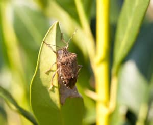 overwintering pests