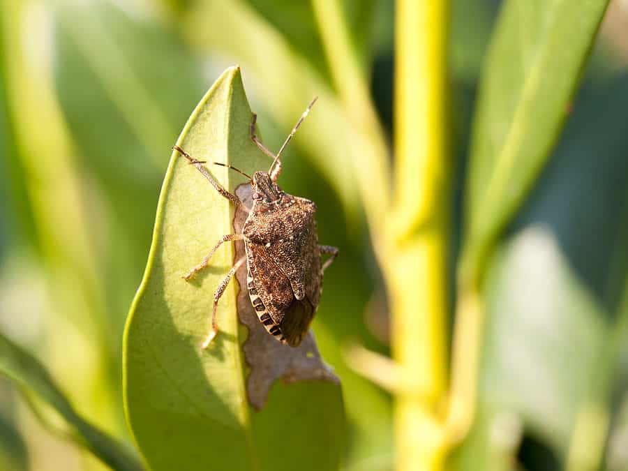 What to Know About Overwintering Pests