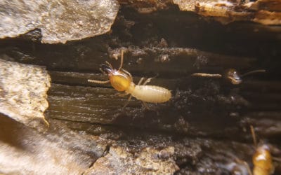 Two Reasons You’re Attracting Termites