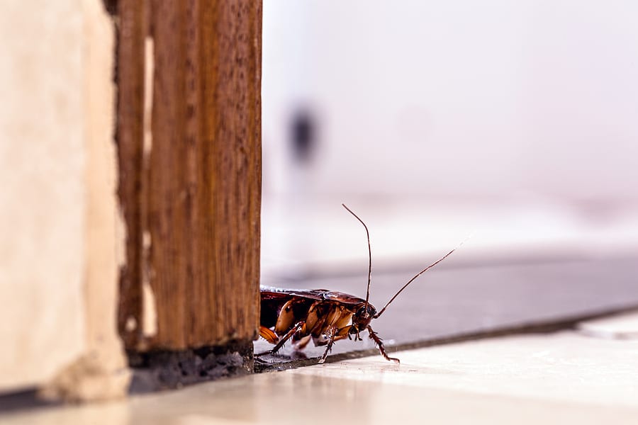 5 Common Ways to Attract Cockroaches