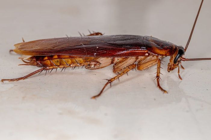 American Cockroach