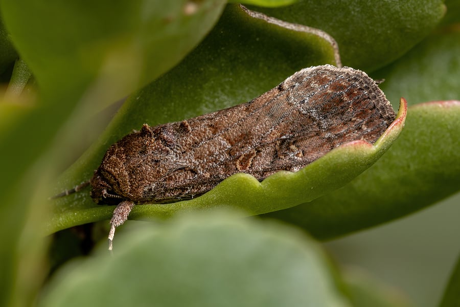 Armyworms