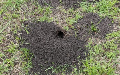 5 Pests That Can Destroy Your Lawn