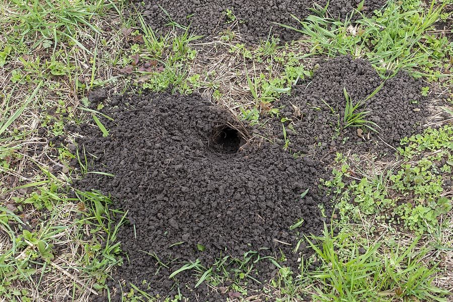 5 Pests That Can Destroy Your Lawn