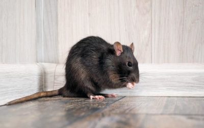 Preventing Rats This Fall