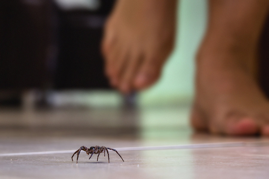 Identifying different types of spiders