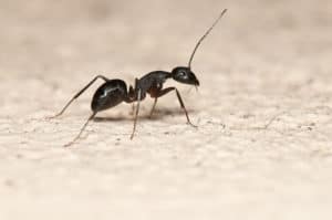 Carpenter Ants