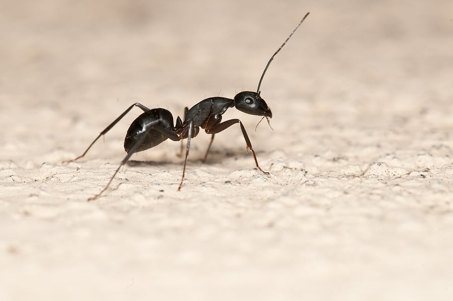 Are Carpenter Ants Active During the Winter?