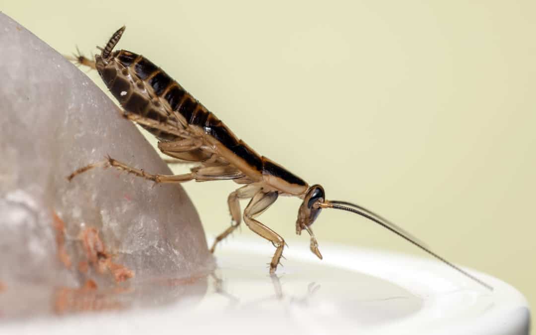 Why Are German Roaches Hard to Get Rid Of?