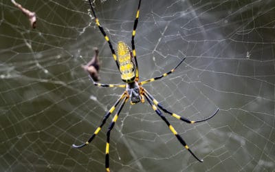 What Is A Joro Spider?