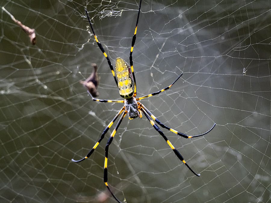 What Is A Joro Spider?