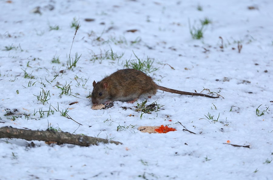 Where Do Rodents Go In Winter?
