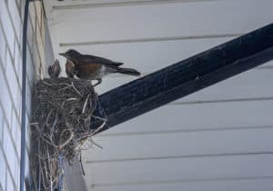 Bird Nest Removal