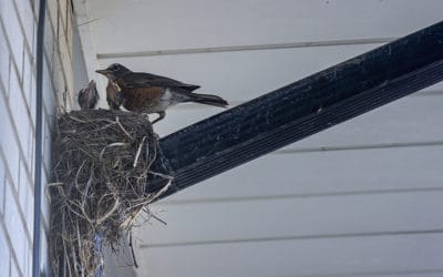 When Is Bird Nest Removal OK?