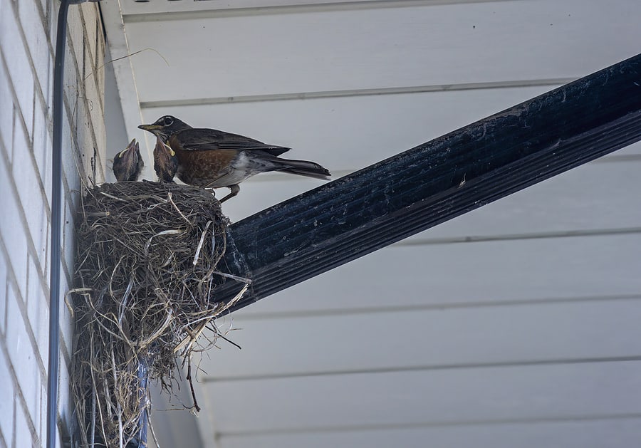 When Is Bird Nest Removal OK?