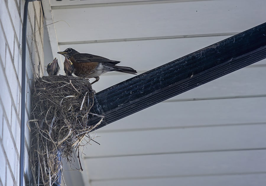 When Is Bird Nest Removal OK?  Wildlife Control and Exclusion