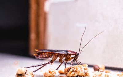 3 Ways to Prevent Cockroaches From Your Home