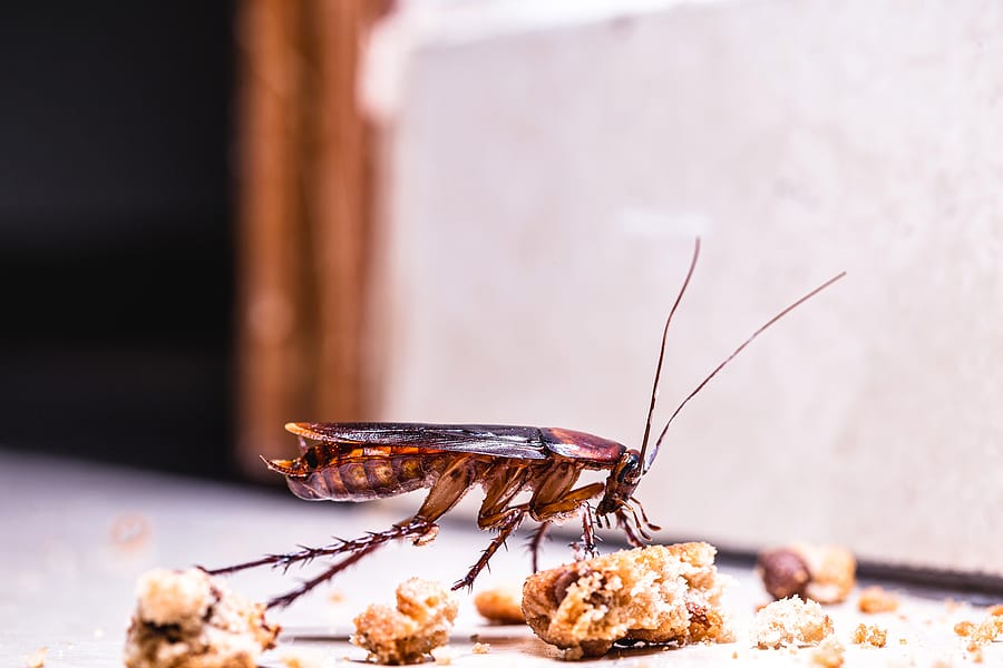 3 Ways to Prevent Cockroaches From Your Home