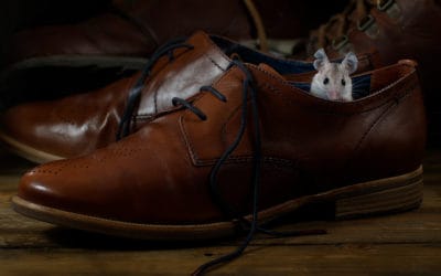 Signs of a Mouse Infestation