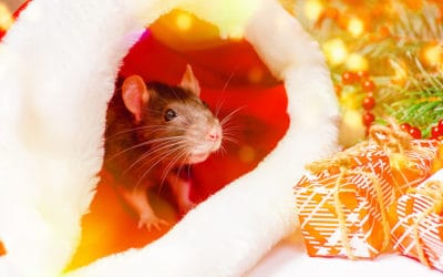3 Holiday Pest Control Tips