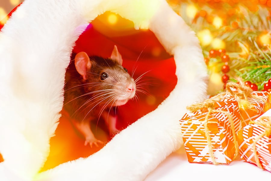 3 Holiday Pest Control Tips
