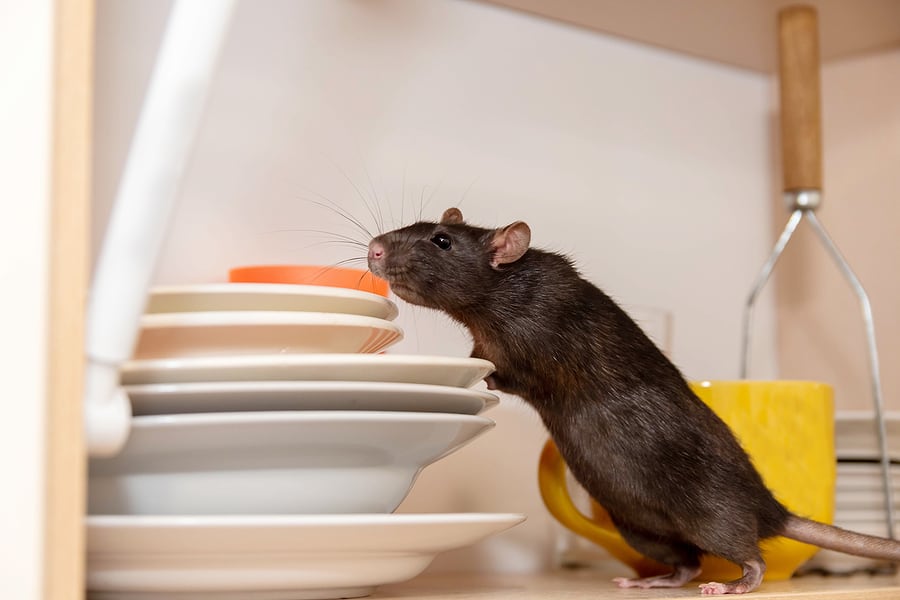 3 Ways a Mouse Can Kill You