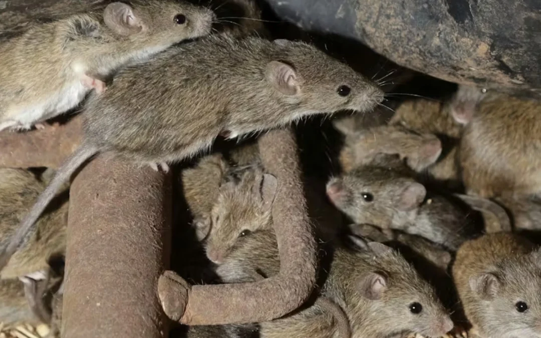 Rats and Mice — Can They Infest Your Home at the Same Time?