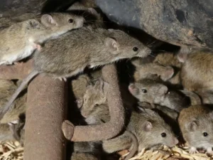 Rats and mice in your home — can you have both at the same time? A Northwest Exterminating guide for Southeast homeowners.