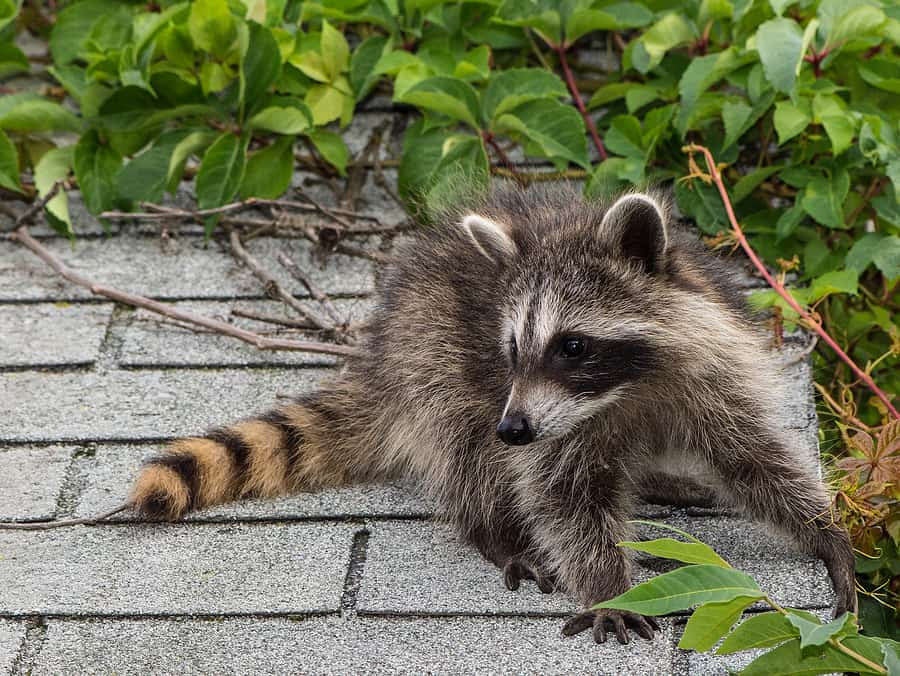 Preventing Wildlife in Attics