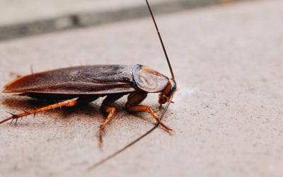 Cockroaches: Types and Prevention Tips