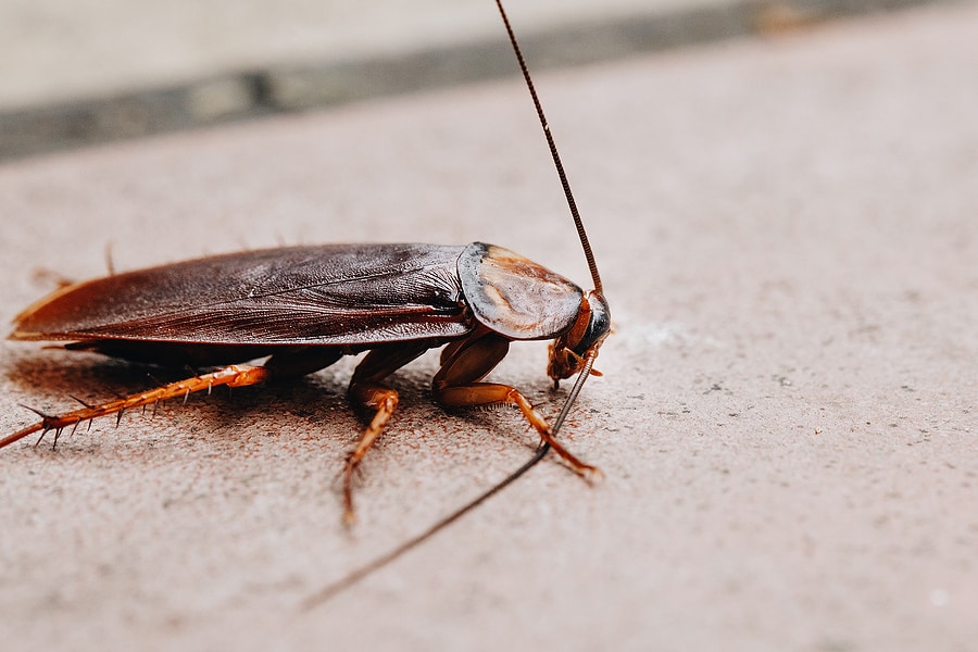 Cockroaches: Types and Prevention Tips