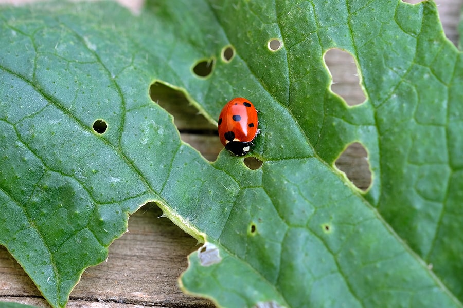 Ladybugs