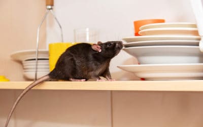 Mouse vs Rat: 5 Differences Explained