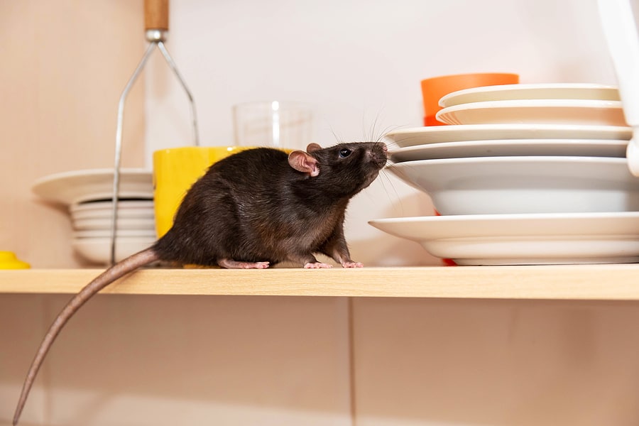 Mouse vs Rat: 5 Differences Explained