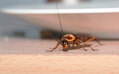Have a Pest-Free New Year