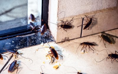 Do Roaches Die Off In Winter?