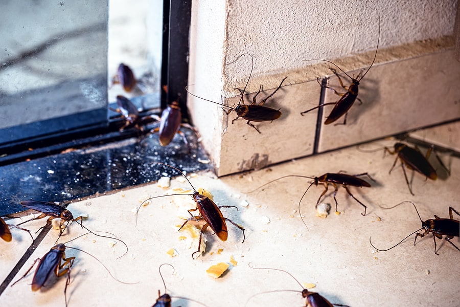 Do Roaches Die Off In Winter?