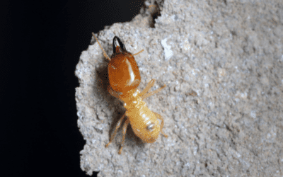Do I Need to Treat for Termites in Winter?