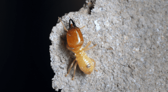 Termite Control